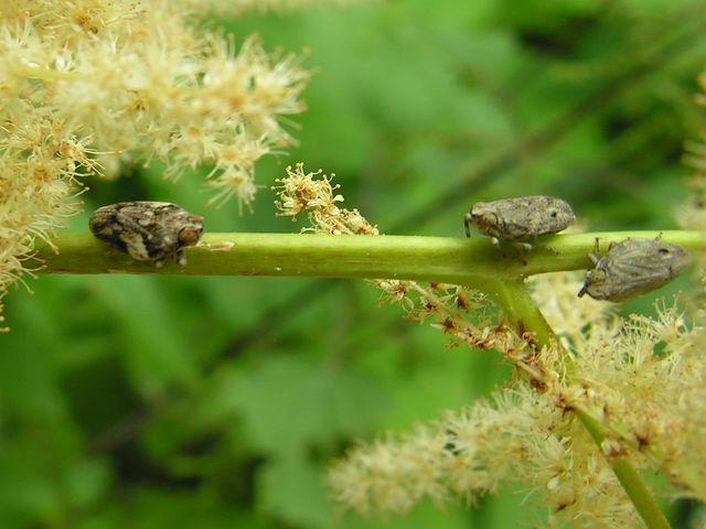 Issus coleoptratus